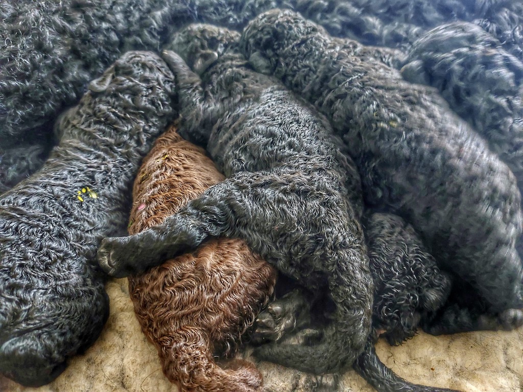Curly Coated Retriever - szczeniaki
