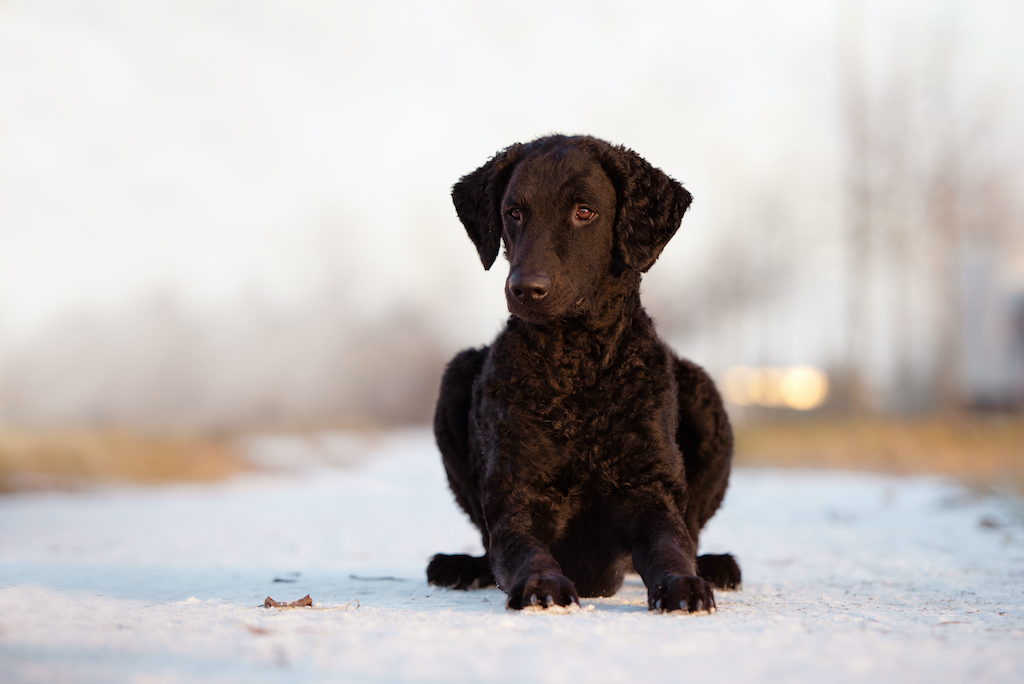 Curly coated retriever - charakter