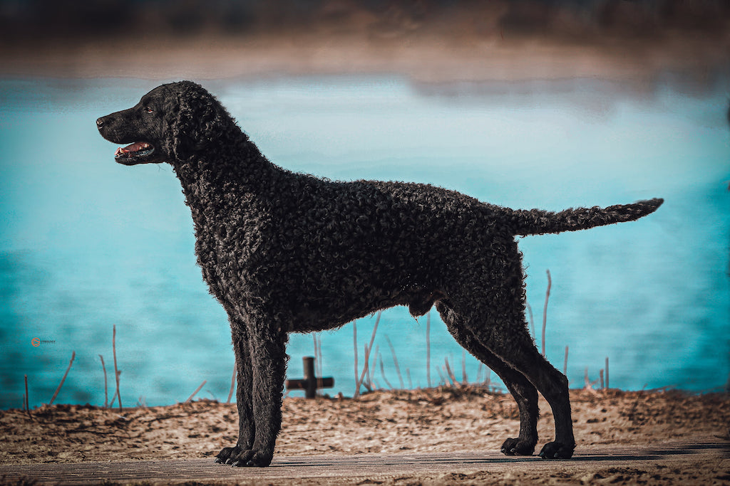 Curly coated retriever - pielęgnacja