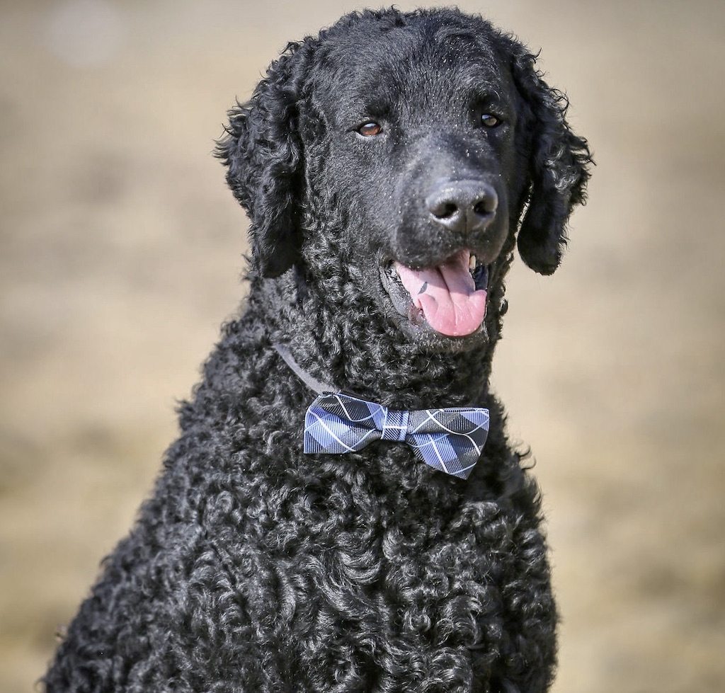 Curly coated retriever - umaszczenie