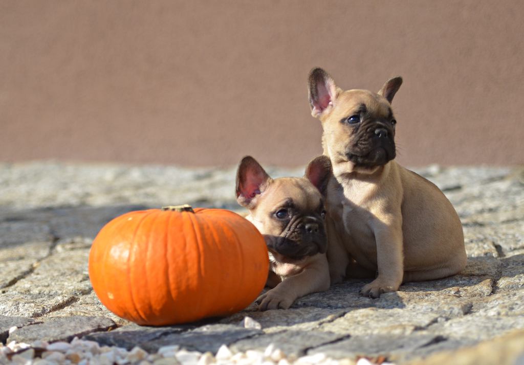 dwa mopsy szczeniaki