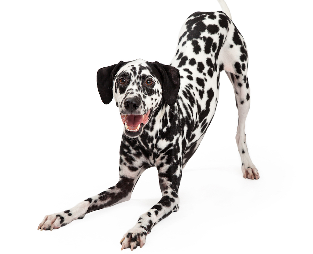 Dalmatyńczyk - charakter