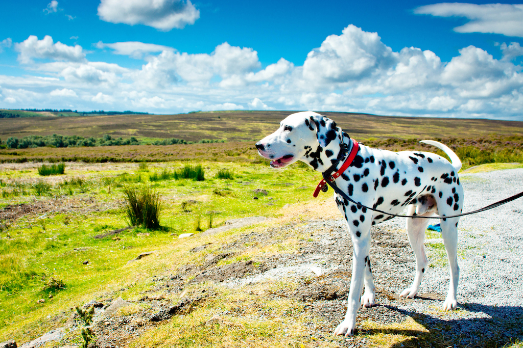 Dalmatyńczyk - pielęgnacja