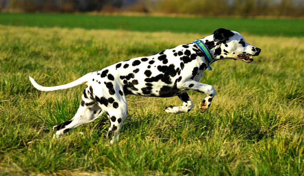 Dalmatyńczyk - umaszczenie