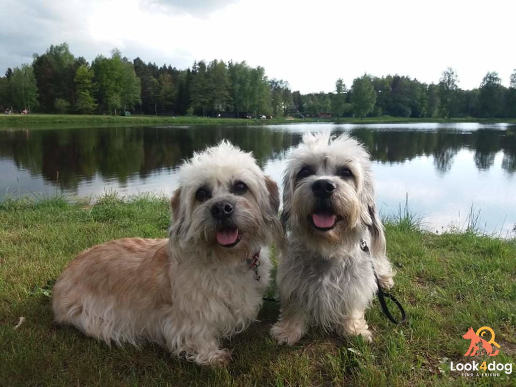 Dandie dinmont terrier - pielęgnacja