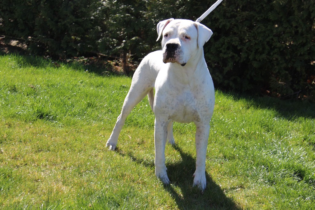 Dog argentyński - charakter