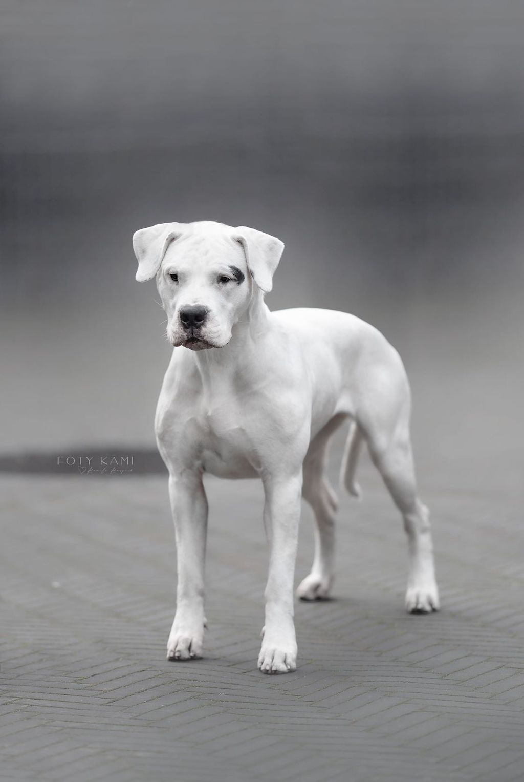 Dog argentyński - hodowla