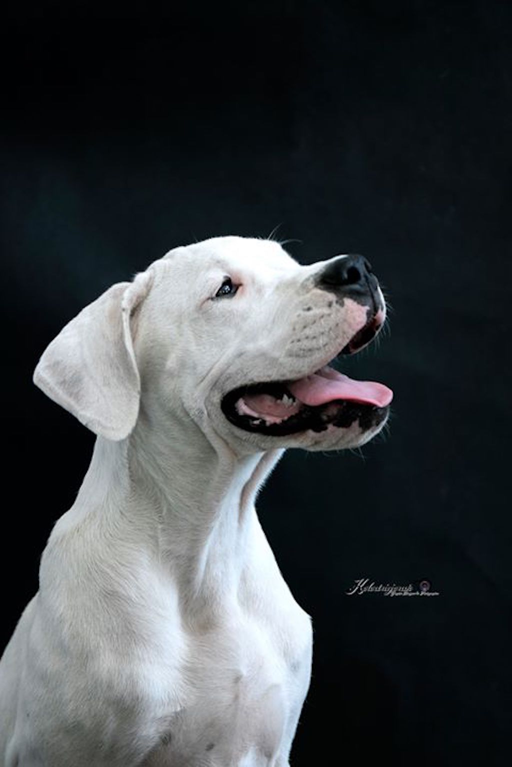 Dog argentyński - pielęgnacja