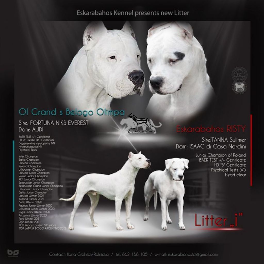 Dog argentyński - szczeniaki