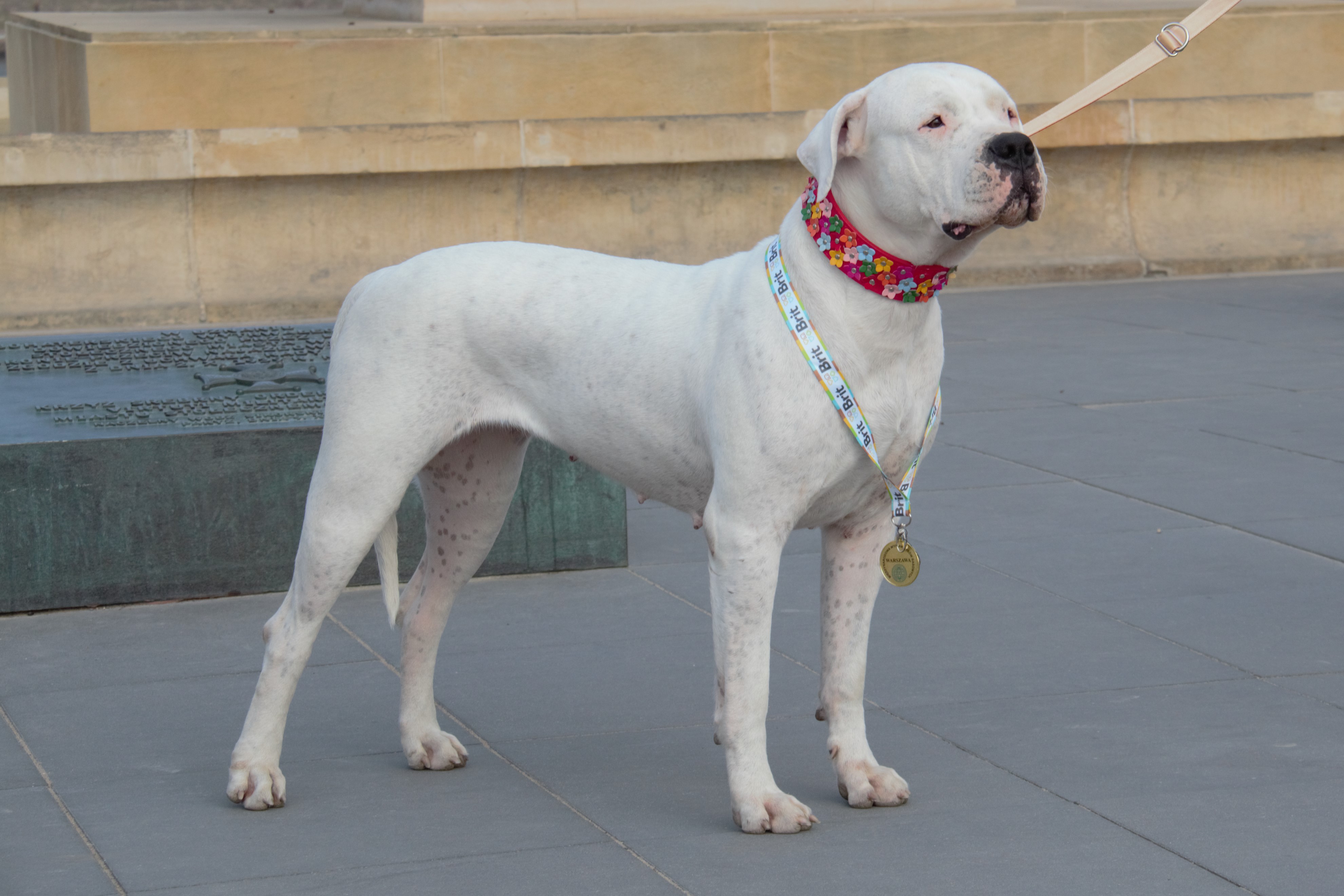 Dog argentyński suka