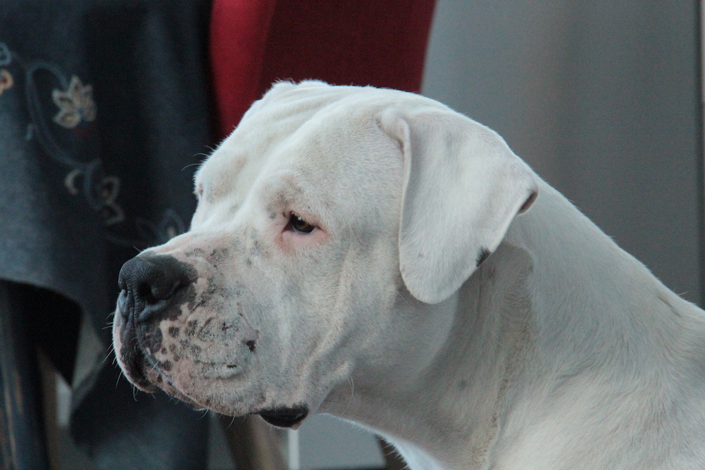 Dog argentyński głowa zdjęcie