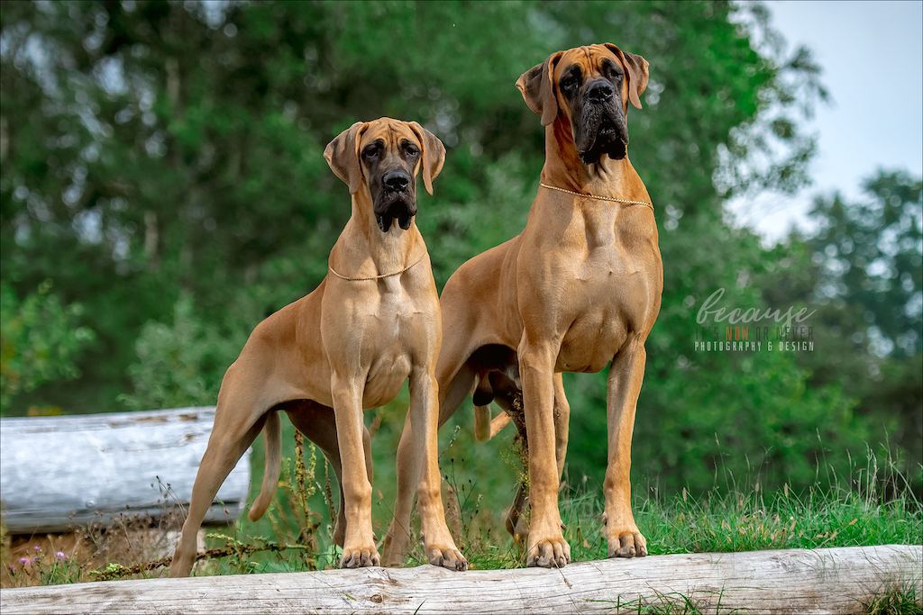 Dog niemiecki - charakter