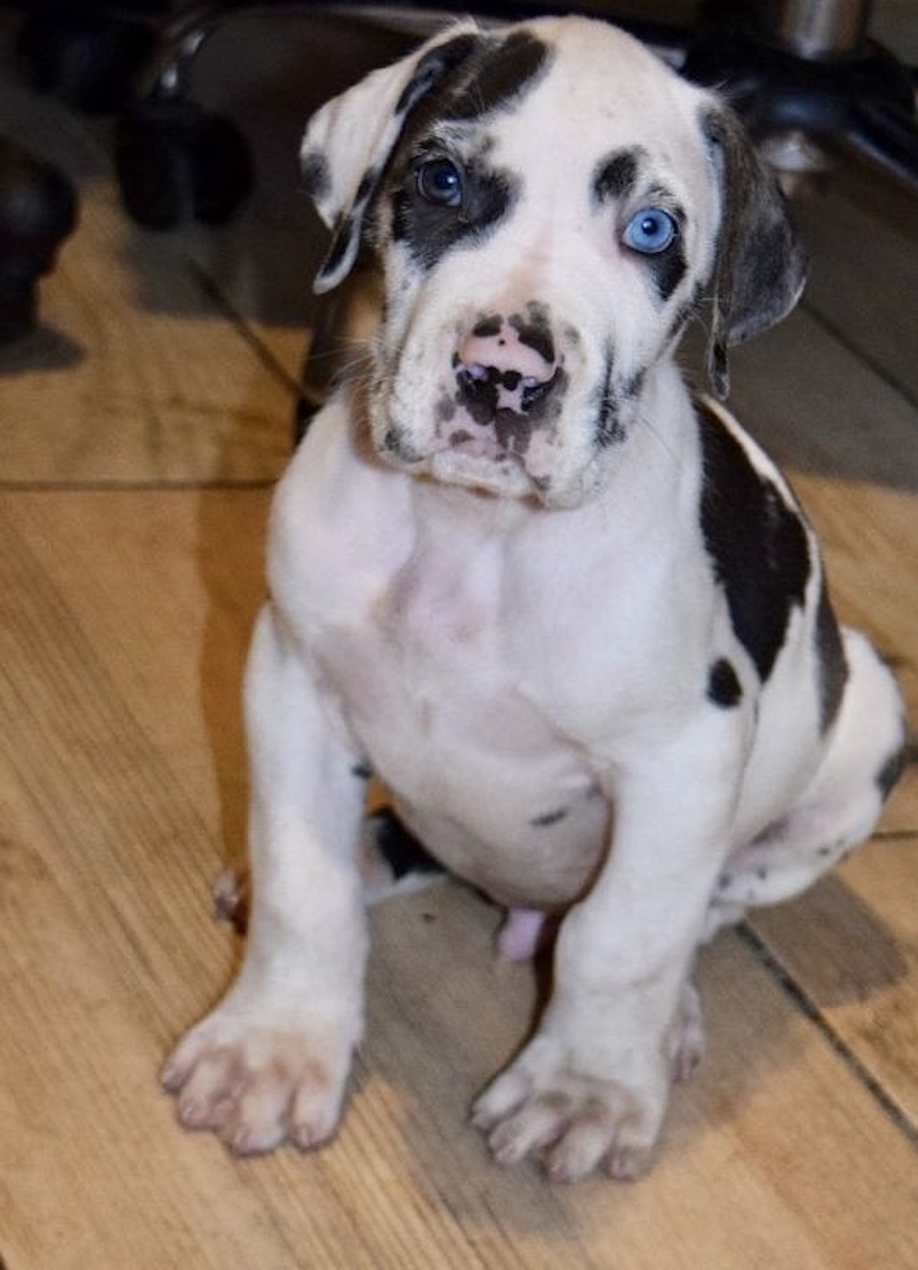 Dog niemiecki - hodowla