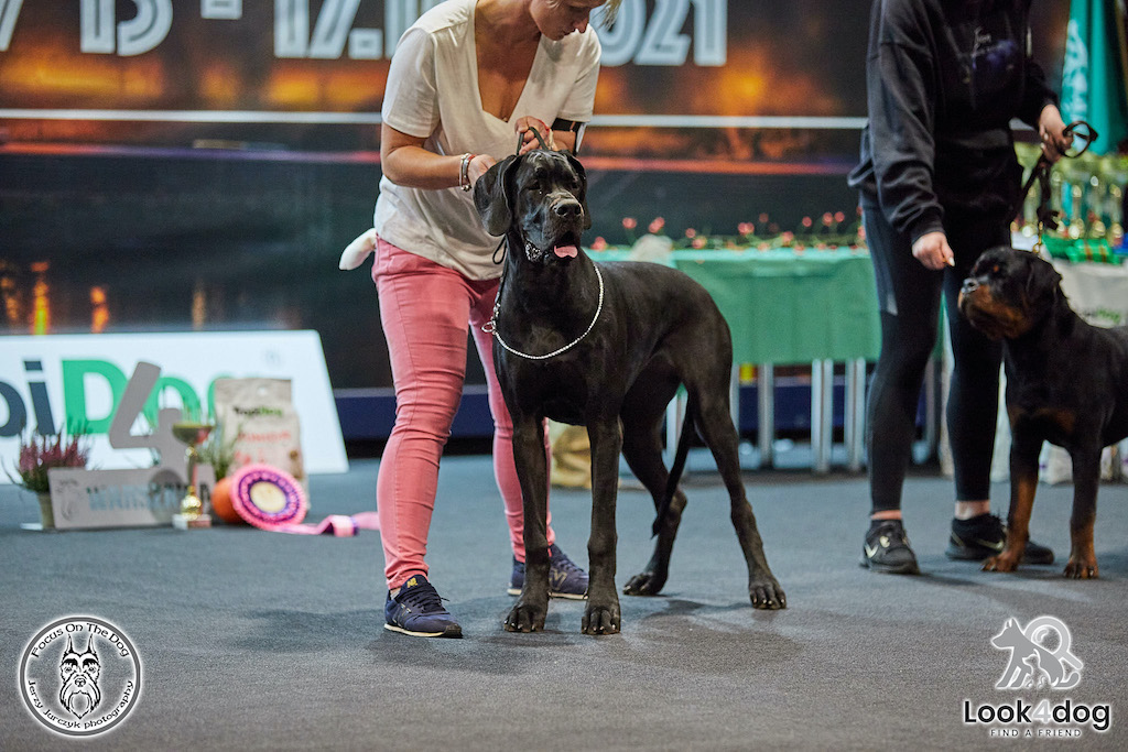 Dog niemiecki - hodowla1