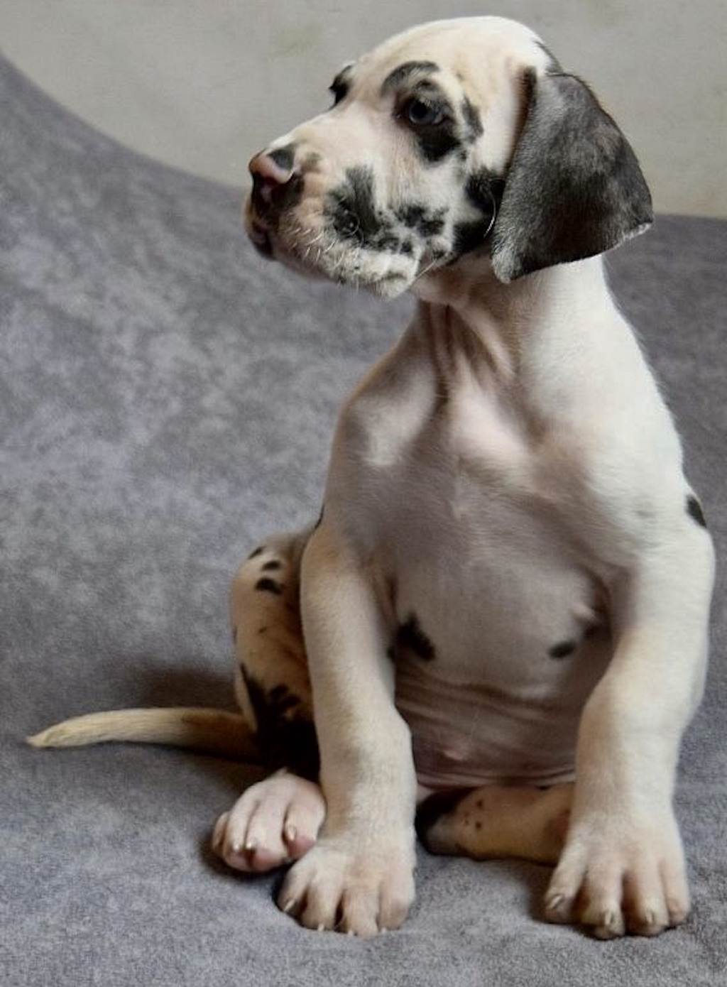 Dog niemiecki - szczenięta