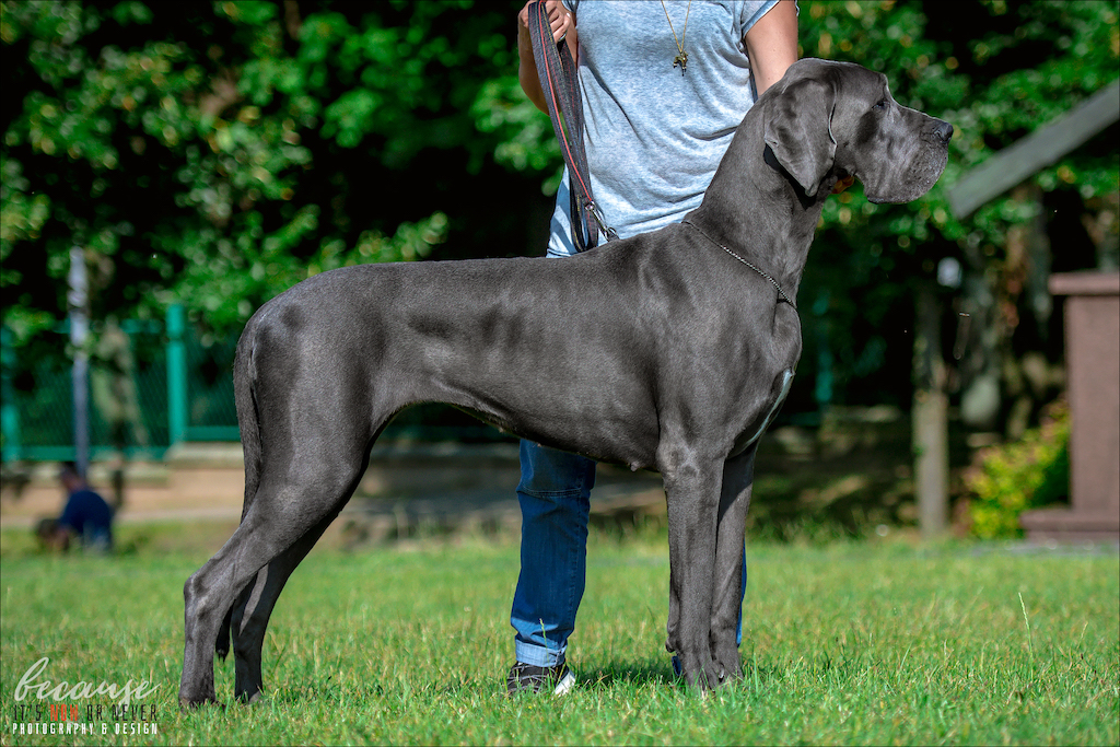 Dog niemiecki - umaszczenie