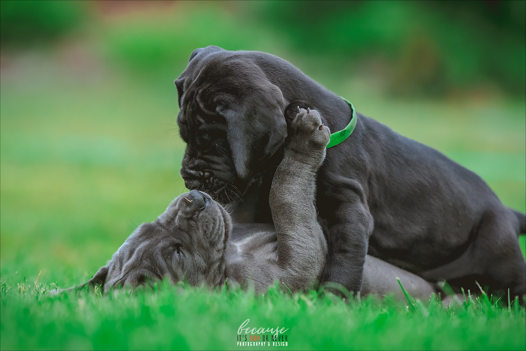 Dog niemiecki - żywienie