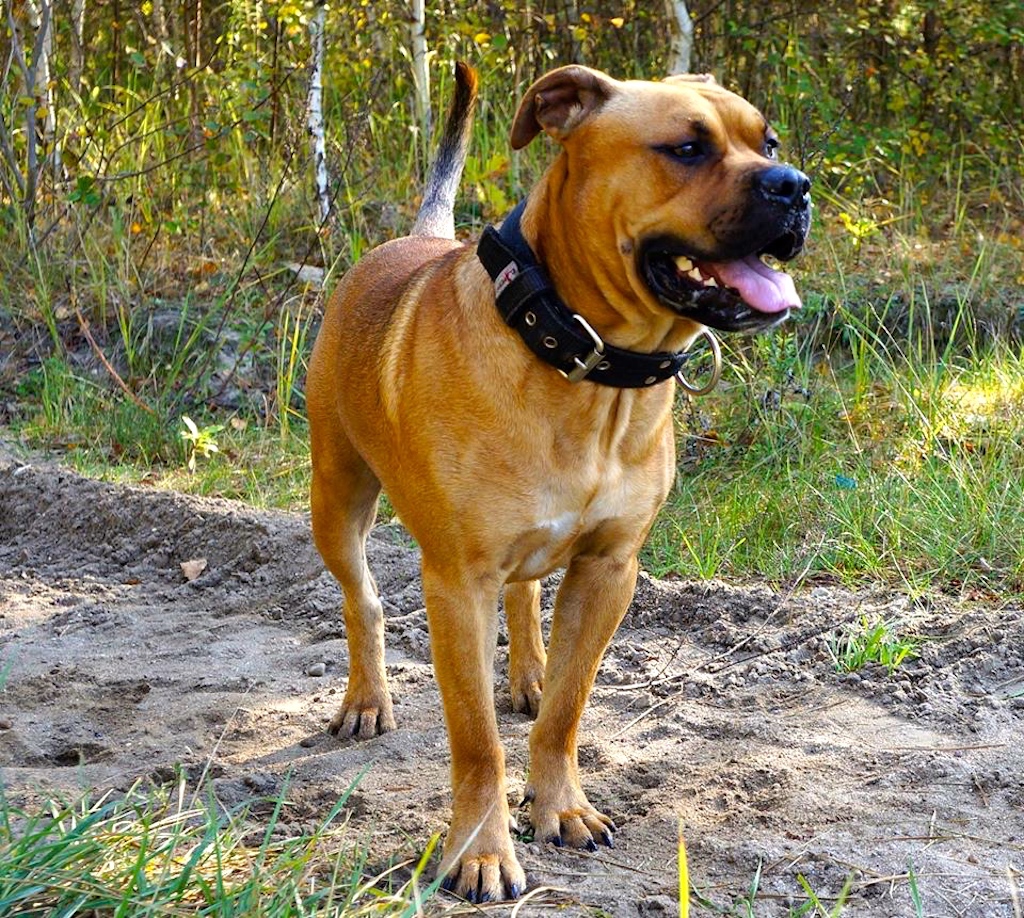 Dog z Majorki - choroby