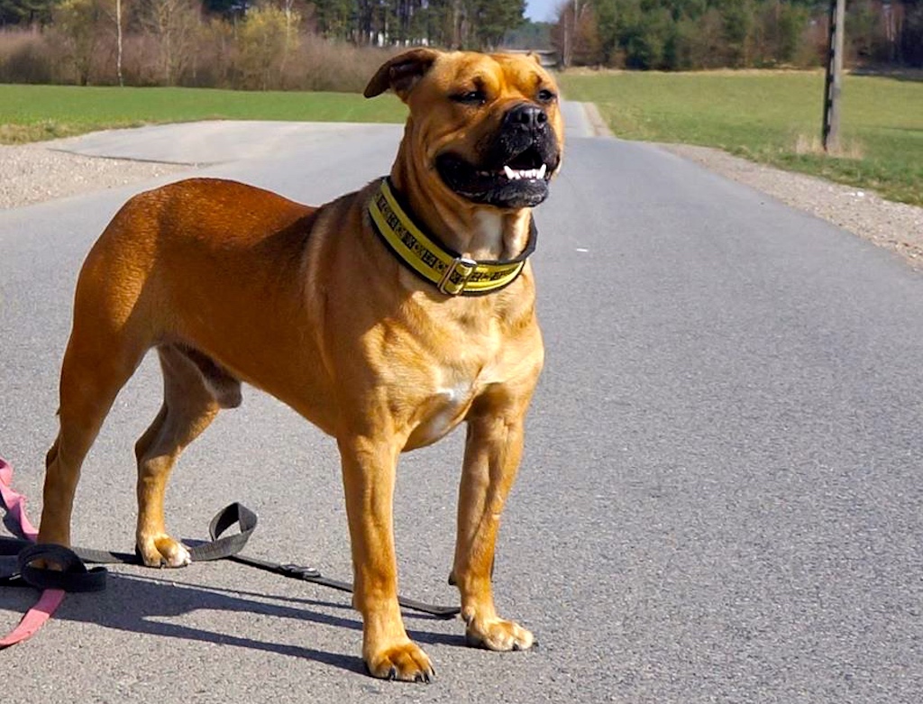 Dog z Majorki - pielęgnacja