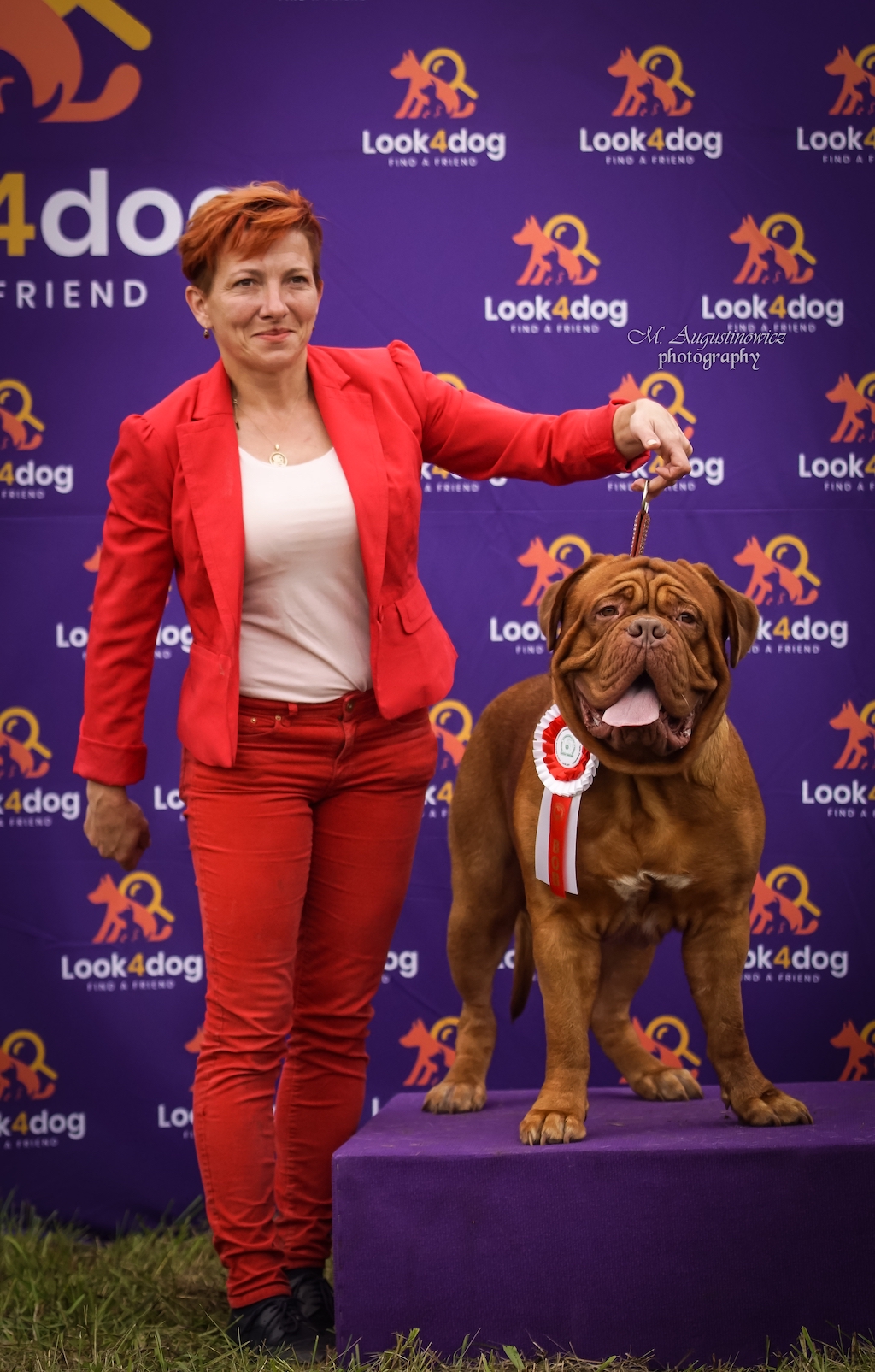 Dogue de Bordeaux - hodowla