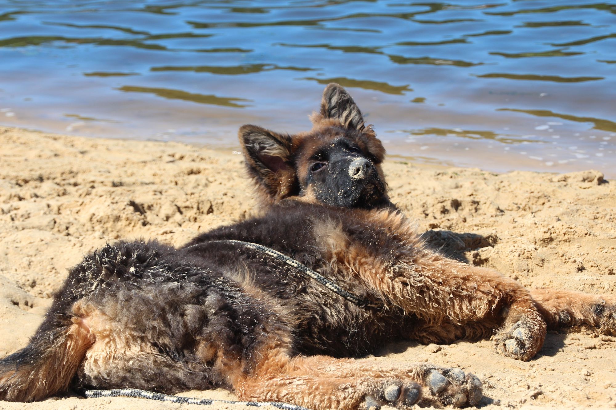 owczarek niemiecki na plaży