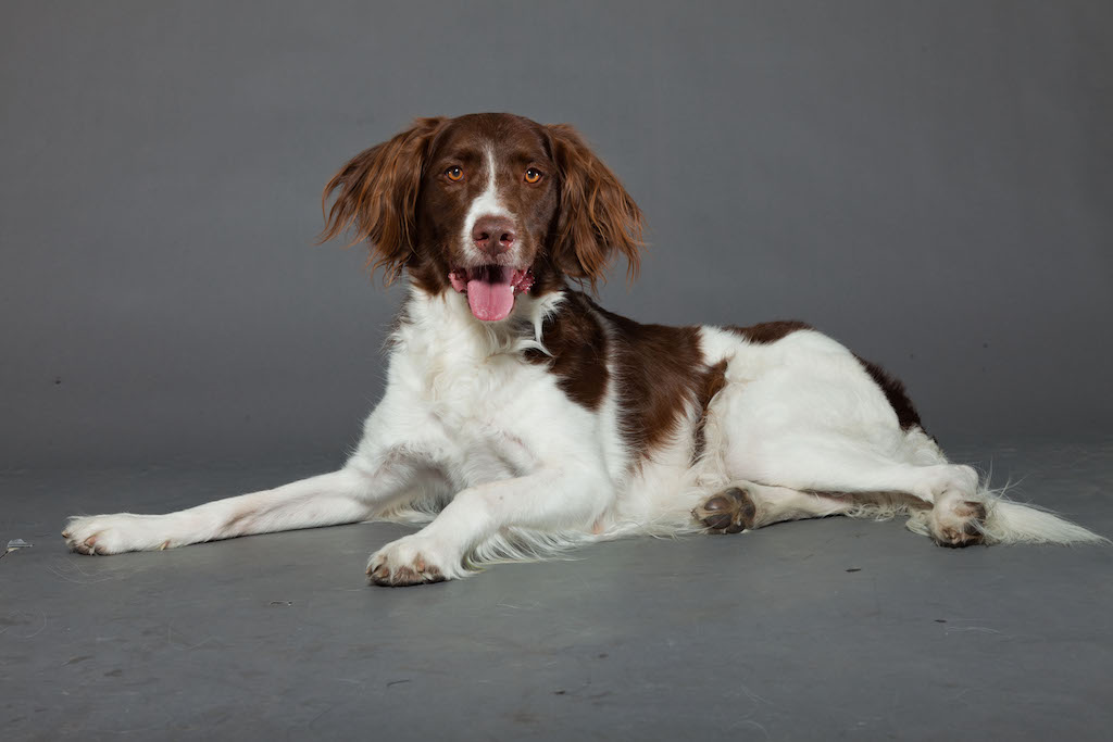 Drentse patrijshond - charakter