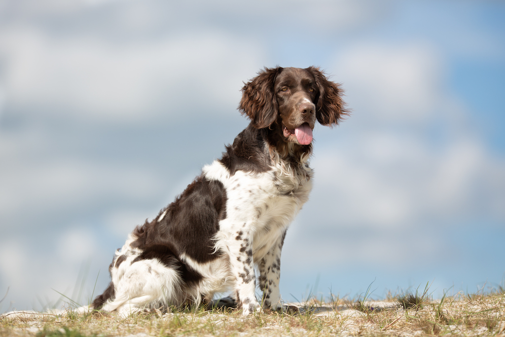 Duży Münsterländer - charakter