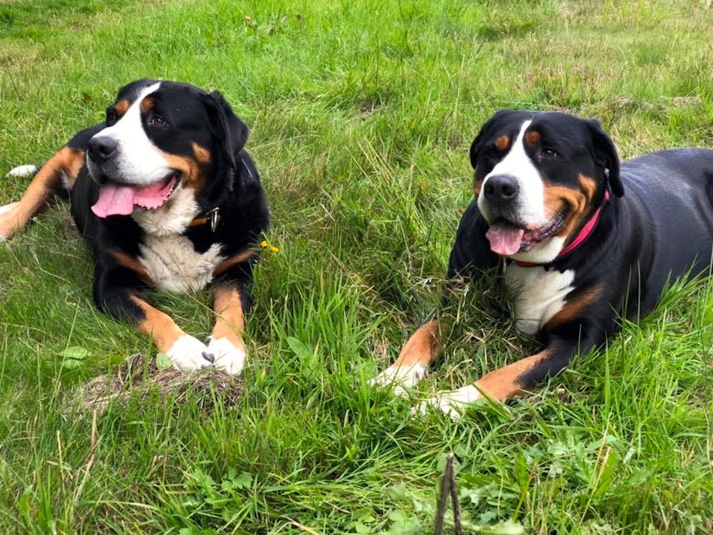 Duży szwajcarski pies pasterski - charakter