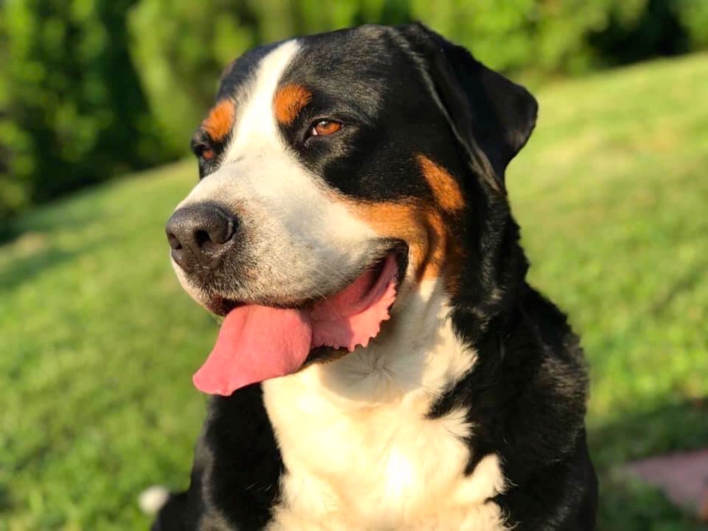 Duży szwajcarski pies pasterski - pielęgnacja