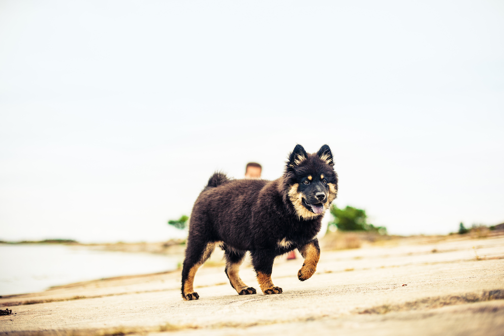 Eurasier - charakter