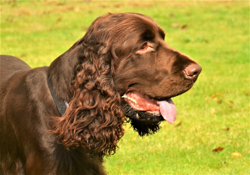 Field spaniel - charakter