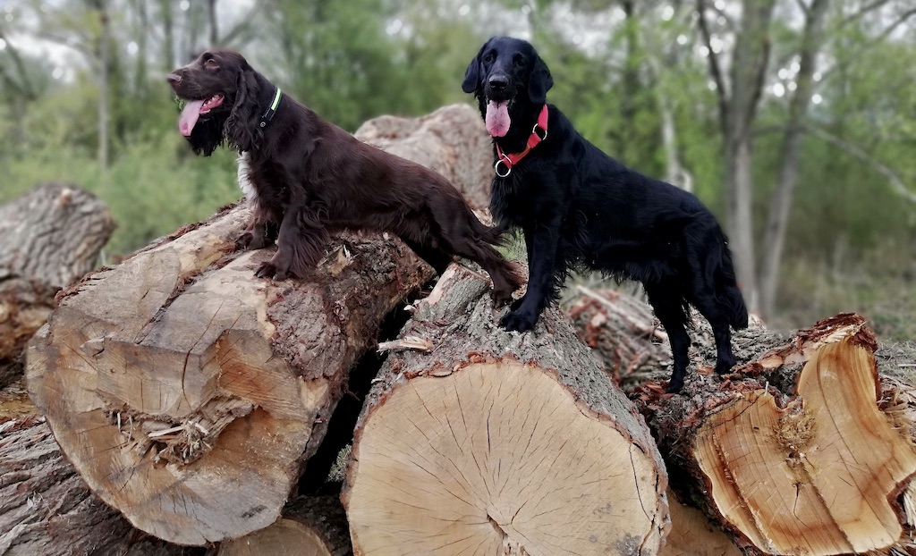 Field spaniel - choroby
