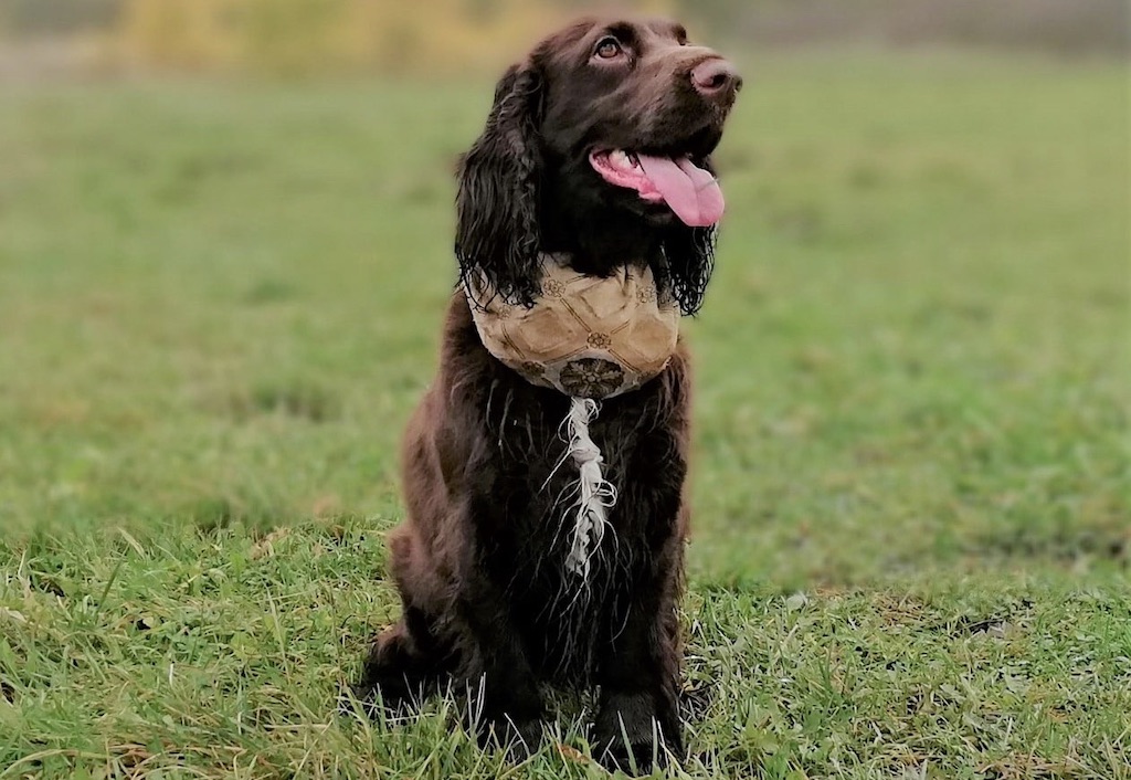 Field spaniel - pielęgnacja