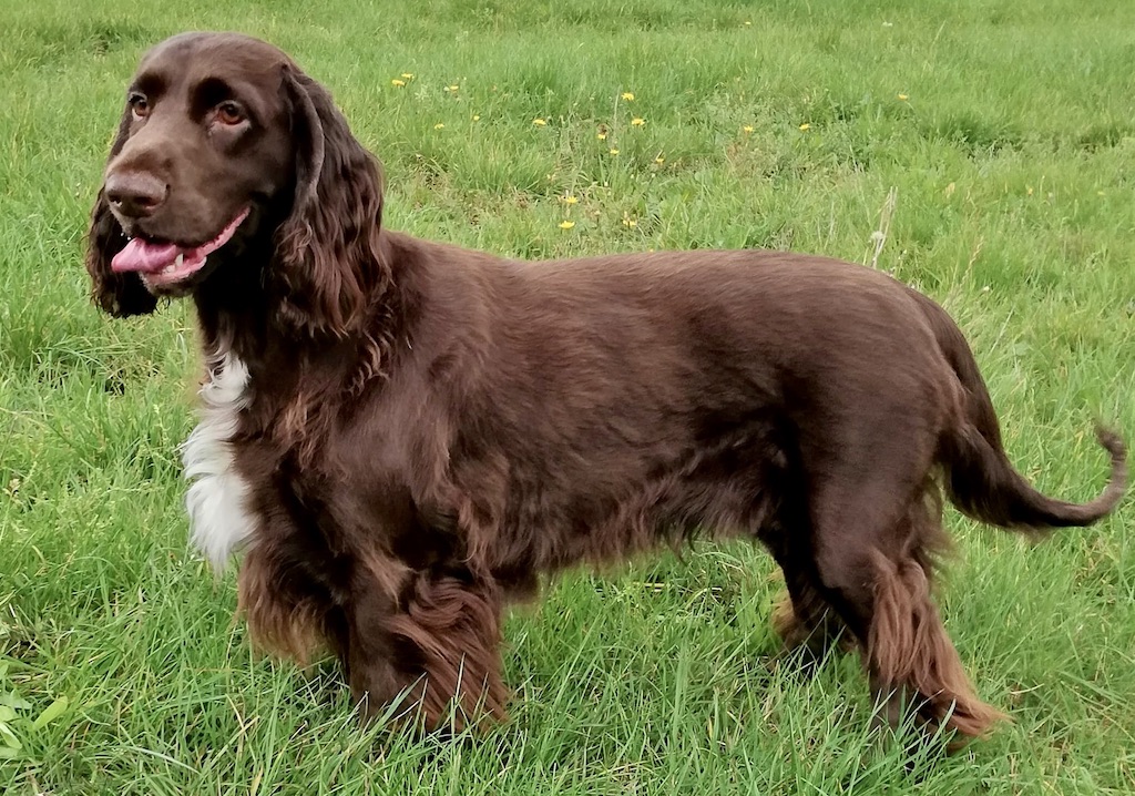 Field spaniel - umaszczenie