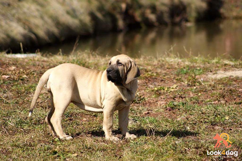 Fila Brasileiro - pielęgnacja
