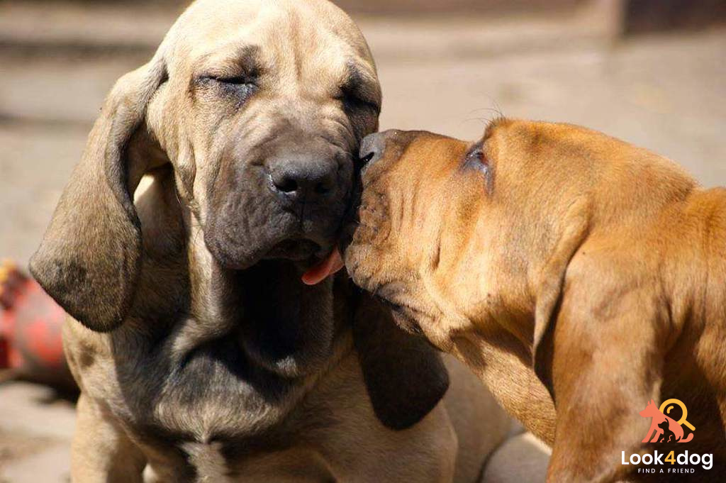 Fila Brasileiro - umaszczenie