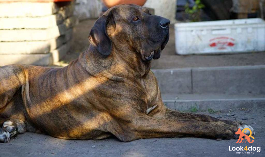 Fila Brasileiro - charakter