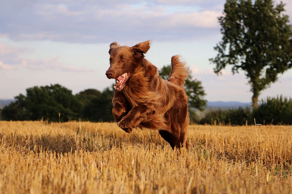 Flat coated retriever - charakter