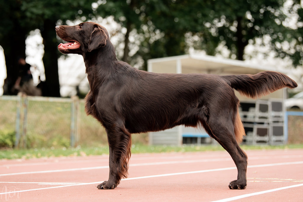 Flat coated retriever - pielęgnacja