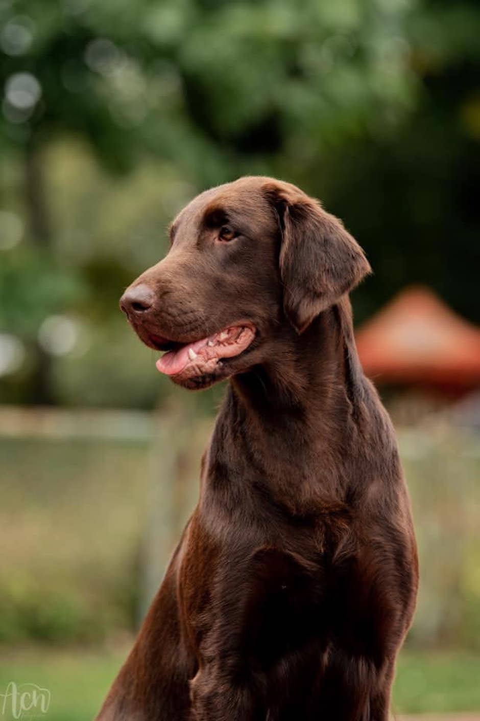 Flat coated retriever - umaszczenie