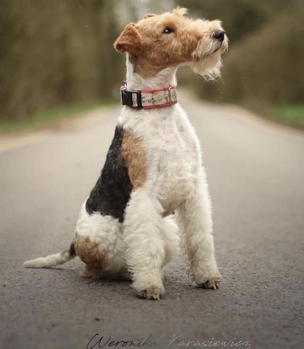 Foksterier szorstkowłosy - choroby