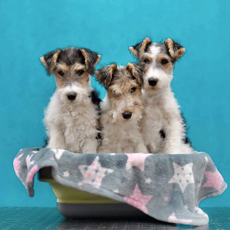 Foksterier szorstkowłosy - pielęgnacja