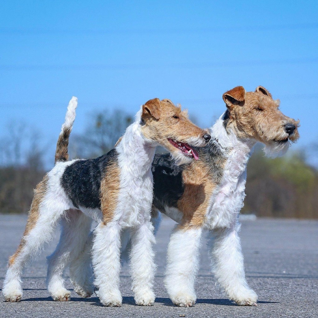 Foksterier szorstkowłosy - umaszczenie