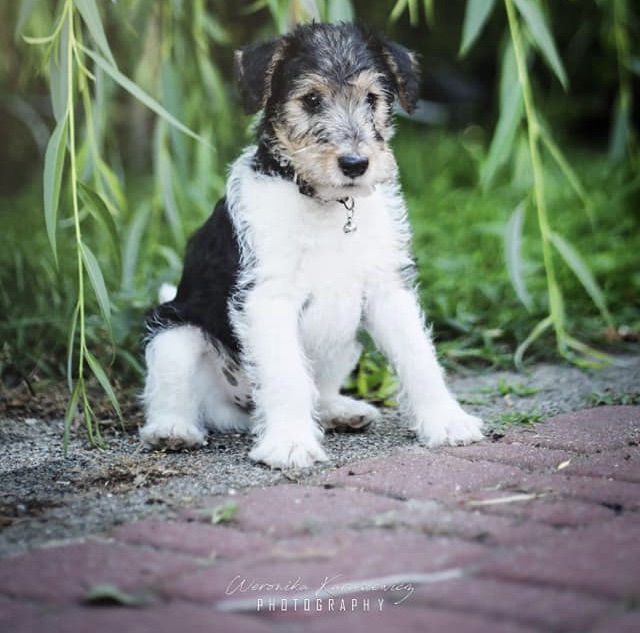 Foksterier szorstkowłosy - żywienie