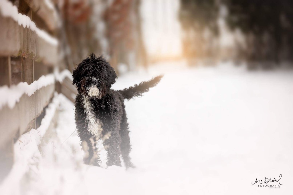 Francuski pies wodny (Barbet) - charakter