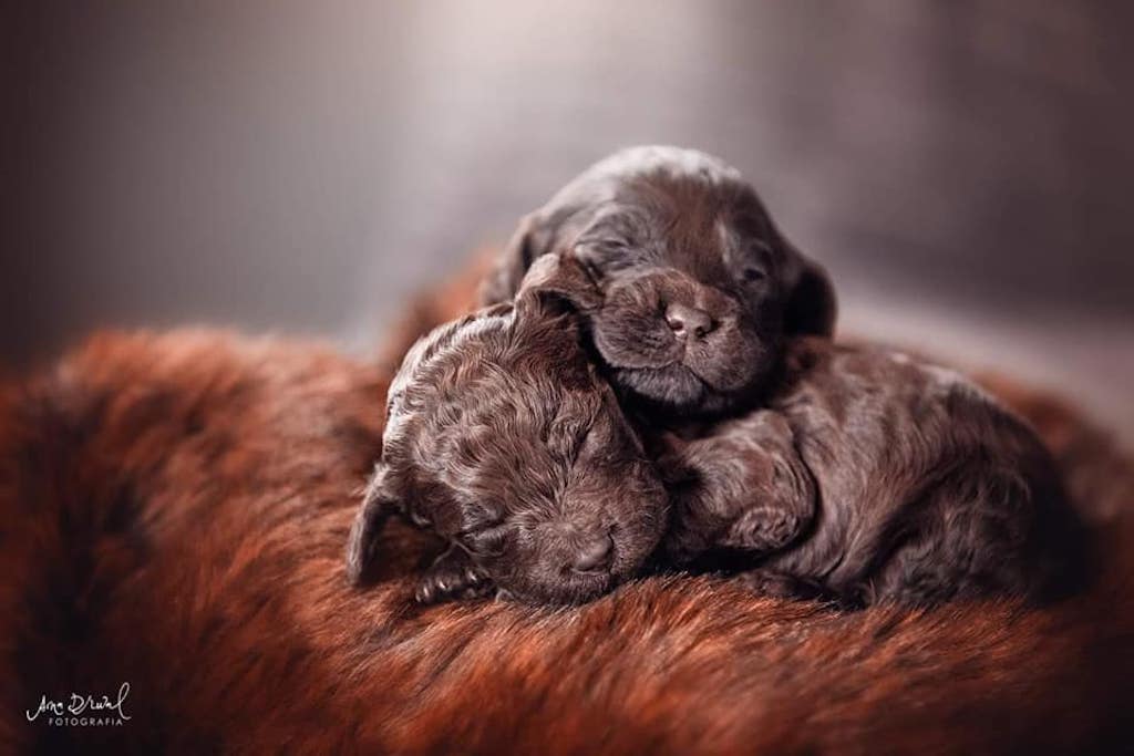 Francuski pies wodny (Barbet) - pielęgnacja