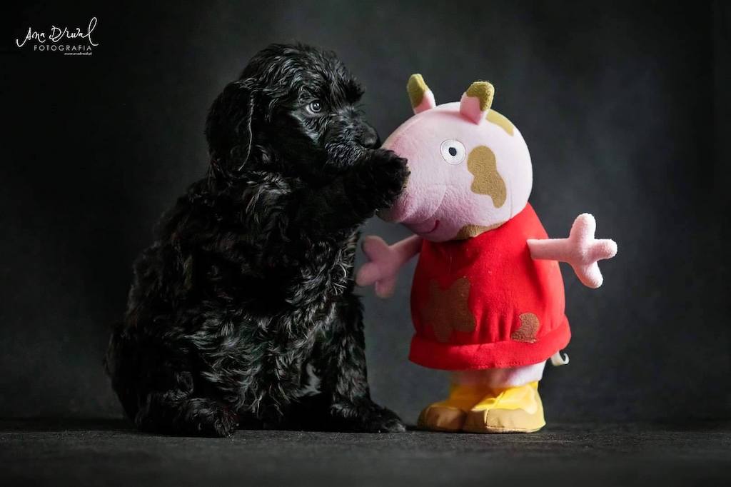 Francuski pies wodny (Barbet) - umaszczenie