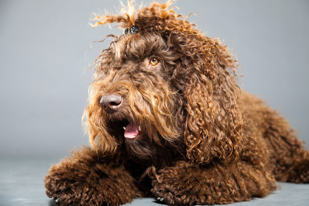 Francuski pies wodny (Barbet)