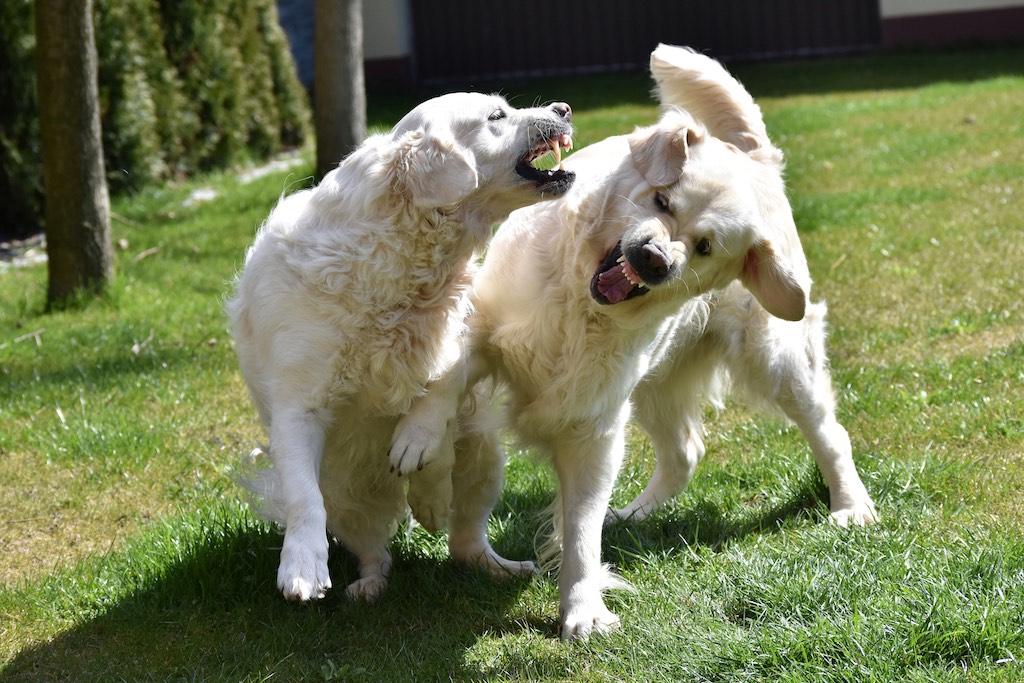 Golden retrievery - hodowla