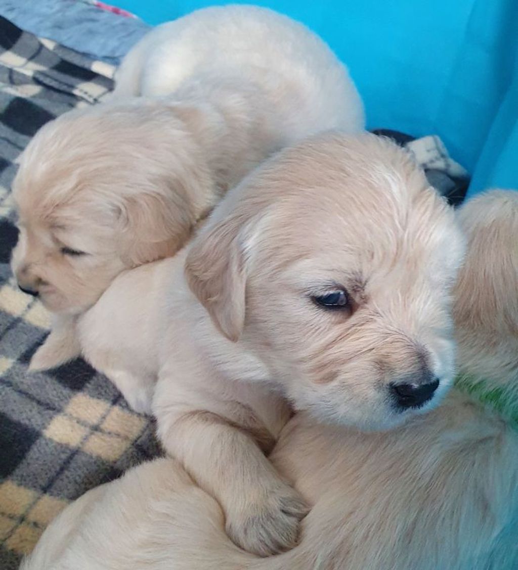 Golden retriever - szczeniaczki